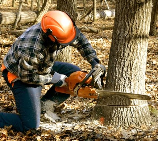 Tree Removal in Wright, AR